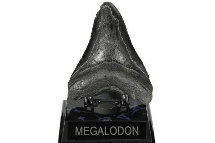 Bargain, Fossil Megalodon Tooth - South Carolina #186656